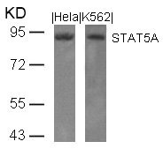 STAT5A Antibody