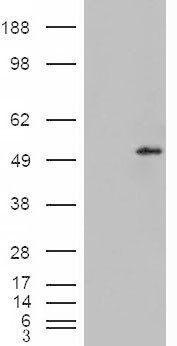 STEAP4/Dudulin4 Antibody