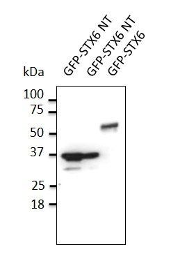 STX6 Antibody