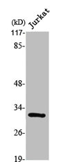 SURF1 Antibody