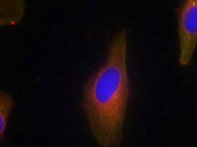 SYT1/SYT2 Antibody