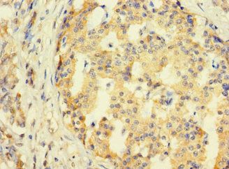 SYTL3 Antibody