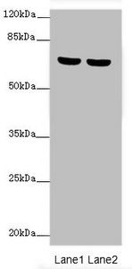 SYTL3 Antibody