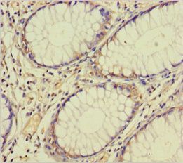 TAF12 Antibody