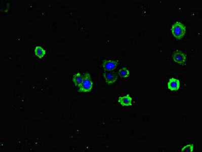 TCL1A Antibody