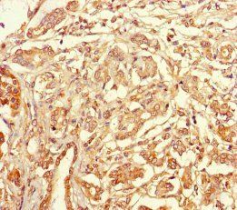 TSPAN7 Antibody