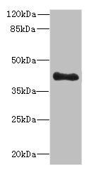 TFEC Antibody