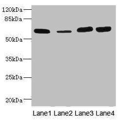THBD Antibody