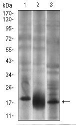 THY1 Antibody