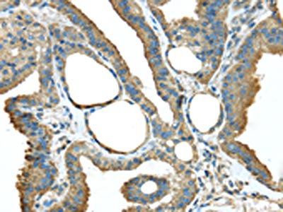 TMED1 Antibody