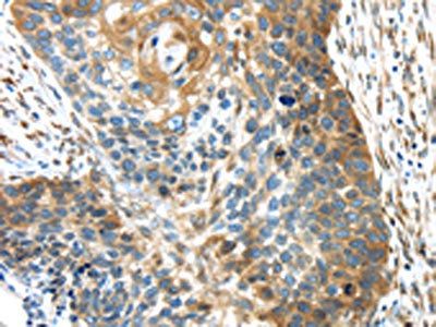 TMED4 Antibody