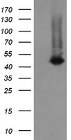 TMPRSS5 Antibody