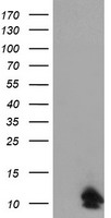 TMPRSS5 Antibody