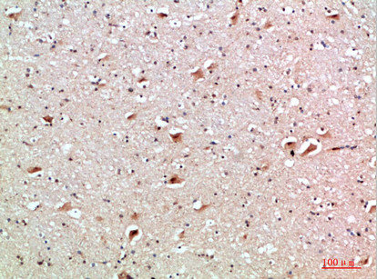 TNFRSF9 Antibody
