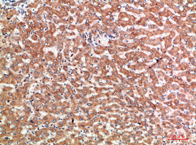 TNFRSF9 Antibody