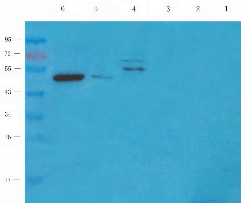 TOR1B Rabbit Polyclonal Antibody
