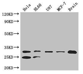 TPI1 Antibody