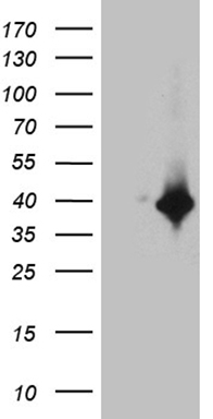 TSN Antibody