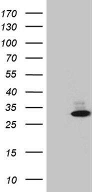 TSN Antibody