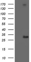 SSR1 Antibody