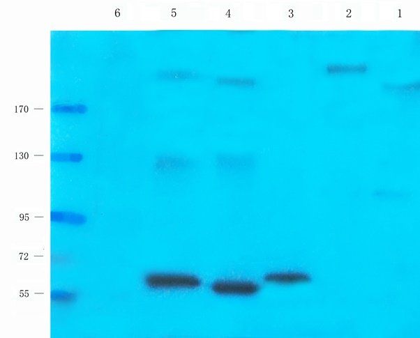 TRAPPC11 Rabbit Polyclonal Antibody