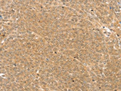 TRIM22 Antibody