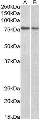BERP/RNF22 Antibody