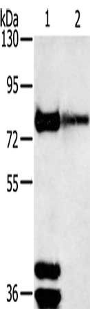 TRIM3 Antibody