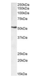 TRIM72, Biotinylated Antibody