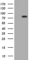 NTRK3 Antibody