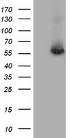 NTRK3 Antibody