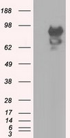 NTRK3 Antibody