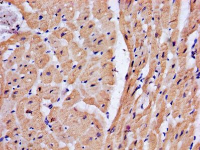 TNNT2 Antibody