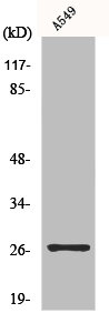 TSPAN9 Antibody