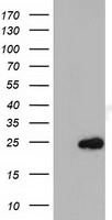 TTLL12 Antibody
