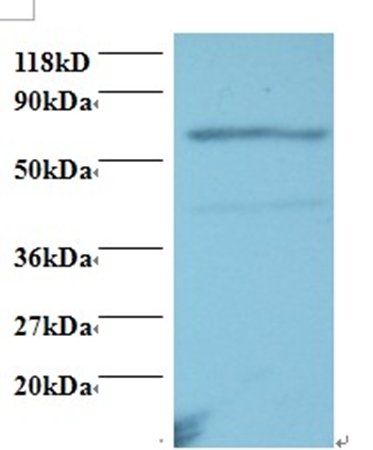 TNFRSF11A Antibody (Biotin)