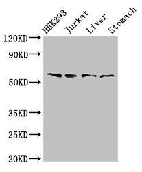 TXK Antibody