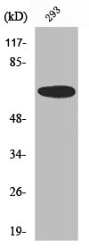 UBA2 Antibody
