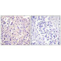 UBA7 Antibody