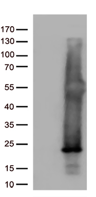UBA3 Antibody