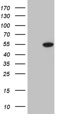 UBE2D2 Antibody