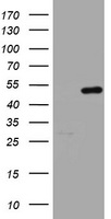 UBE2E3 Antibody