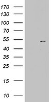 UBE2E3 Antibody