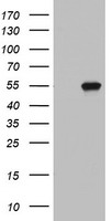 UBE2E3 Antibody