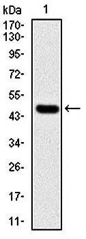 UBE2I Antibody