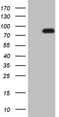 UFD1 Antibody