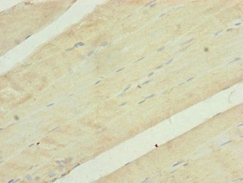 UQCR10 Antibody