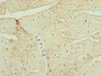 UQCR10 Antibody