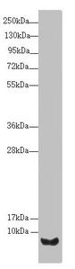 UQCR10 Antibody
