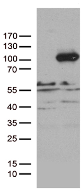 UROD Antibody